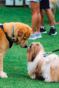 Amenities such as dog parks can increase the value of a property.  
